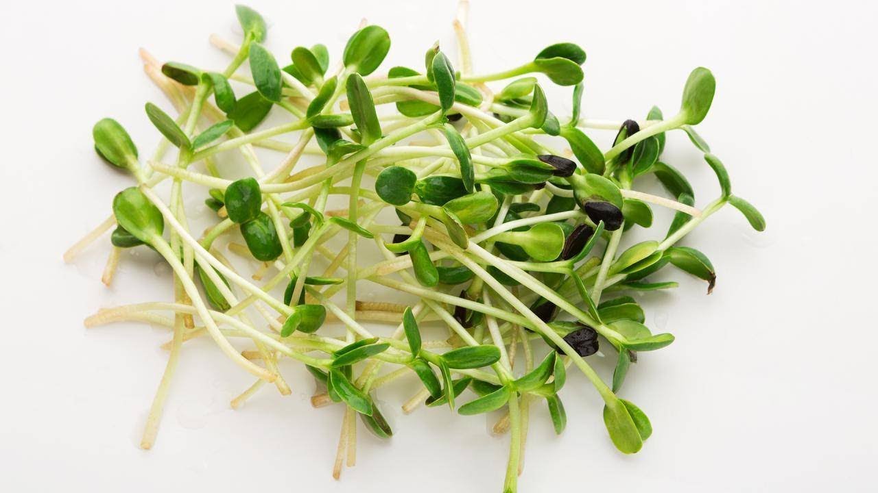 broccoli sprouts