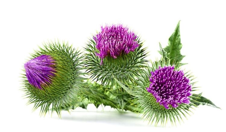 milk thistle hep c