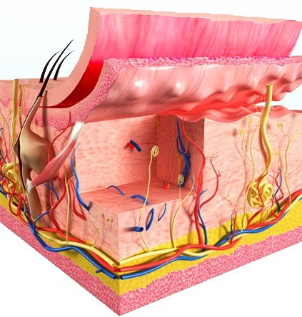 Skin cross section