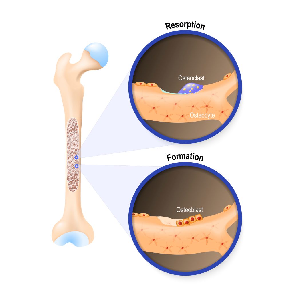 ostoblast osteoclast